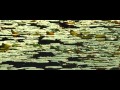 ネスト（字幕版）