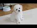 My New Puppy: The First Seven Days at Home の動画、YouTube動画。