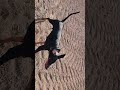 Dobermann 'Bane' in the middle of nowhere 5.5.24. sorry turn ur device side on to view