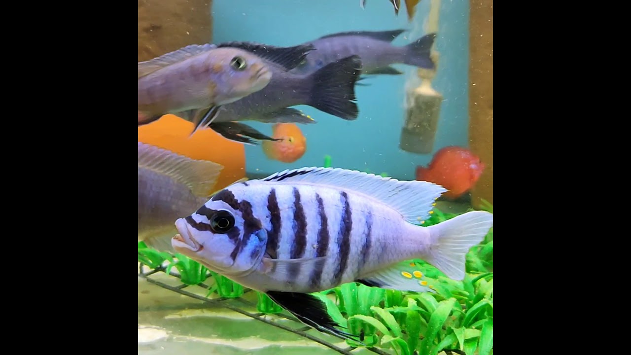 metriaclima zebra chilumba maison reef