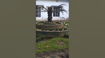 #سورة_الإخلاص #egzonibrahimi #ikhlas #funnybaby #nature #lifeisbutadream #funnyclips #love