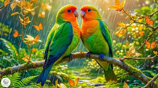 🐦🍀Relaxing Bird Sounds – Soft Rain and Birdsong to Rest Your Mind, Ease Anxiety and Restful Sleep screenshot 2