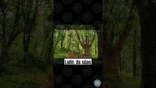 Sabías que os castiñeiros máis altos de Europa atópanse no Souto de Quiroga. #galicia #sabias