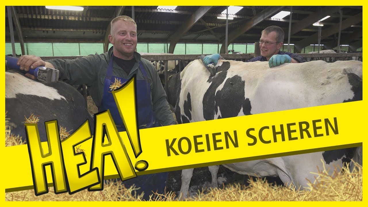 HEA! Koeien scheren met de gebroeders Douwes