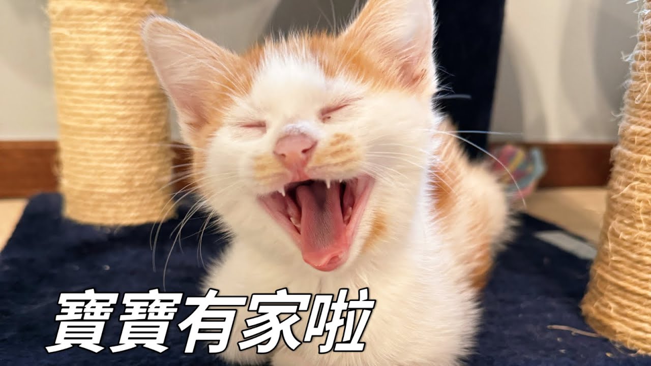 流二代小橘貓喜獲北京小姐姐領養，裝模作樣五分鐘，榮華富貴二十年｜李喜猫