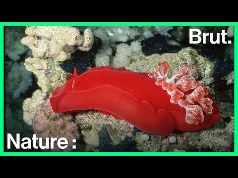 Vidéo: Différence Entre Le Lièvre De Mer Et Le Nudibranche