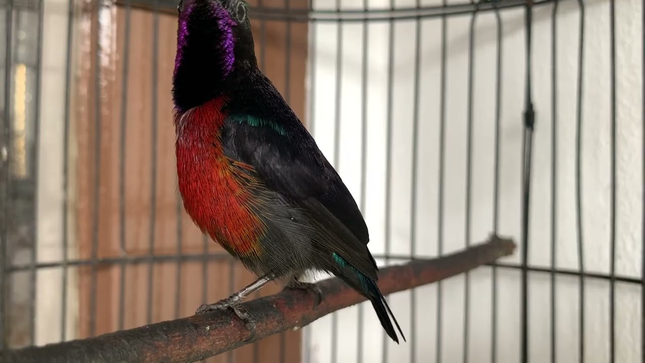 Konin gacor pikat pancingan emosi 