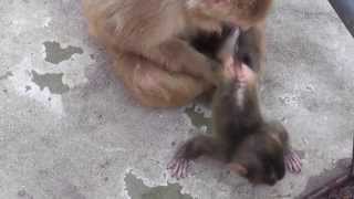 Baby Monkey. 生後8日目の赤ちゃん猿（釧路動物園） - YouTube