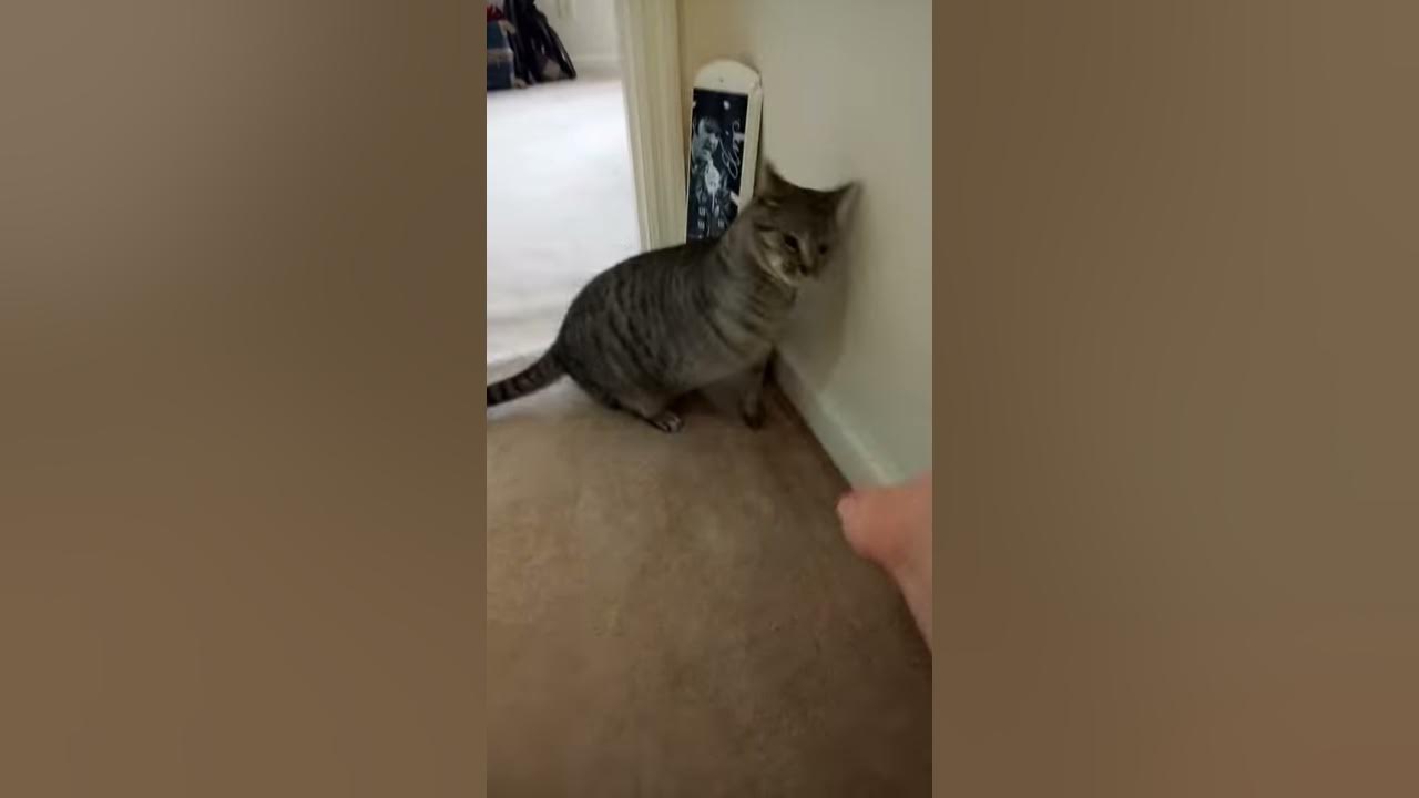 Angry cat high-5 - Angry cat high-5