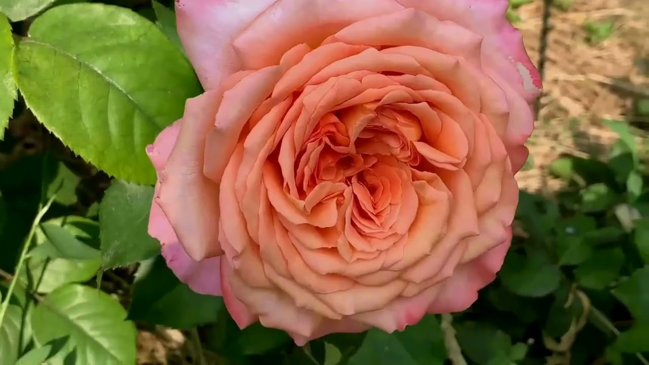 Розы новинки в моем саду