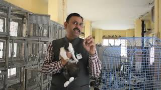 Rabbit को कैसे पाले || खरगोश को क्या  खिलाये || Hospital - Dr Nagender Yadavpets