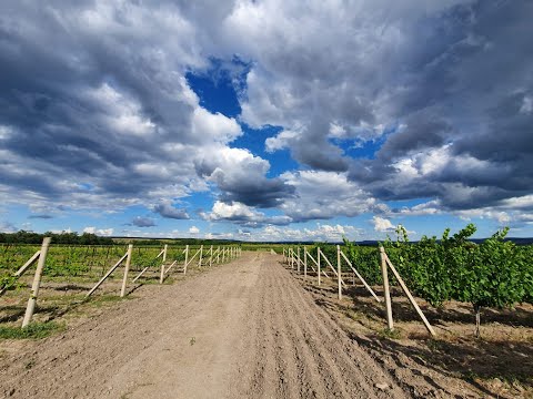 Video: Vino In Sokovi Iz Kosmulje