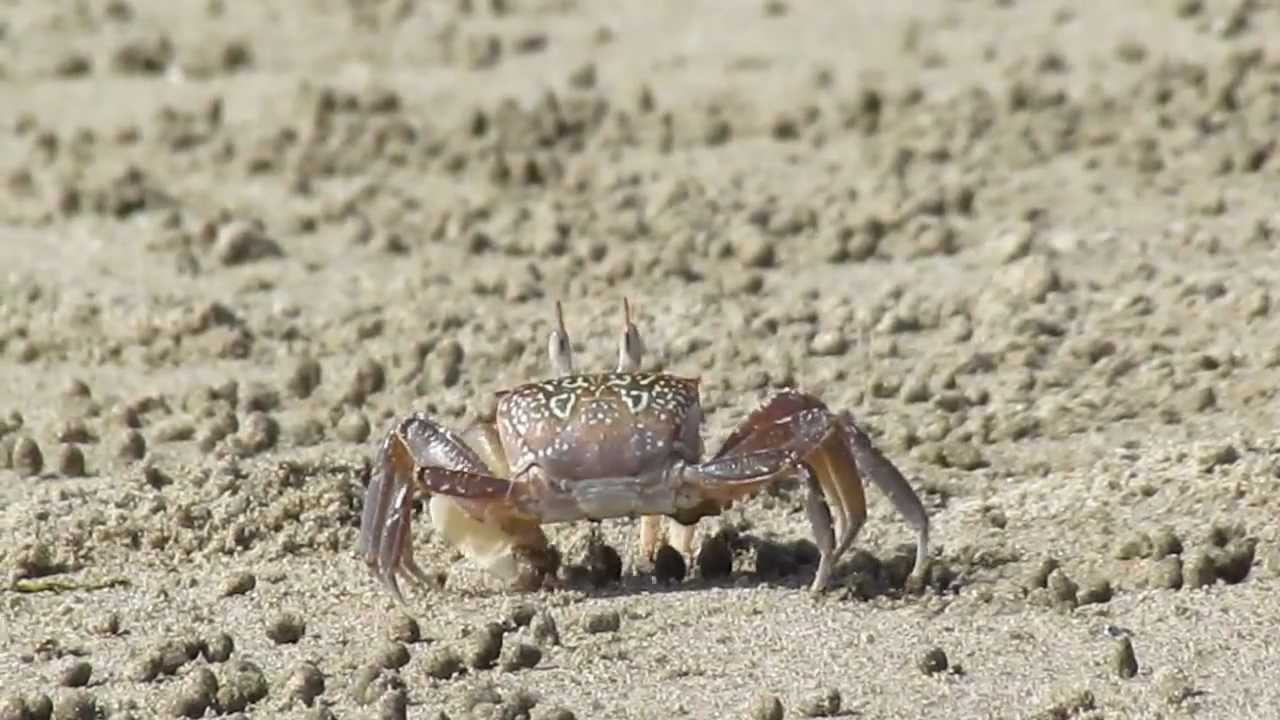 Crabs Create 1000's Of Sand Balls As They Extract Food YouTube
