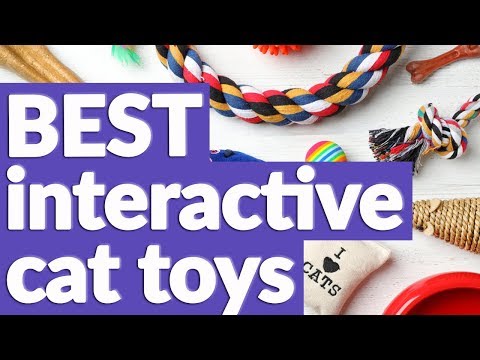 best-interactive-cat-toy-in-2019-|-7-top-rated-interactive-cat-toys