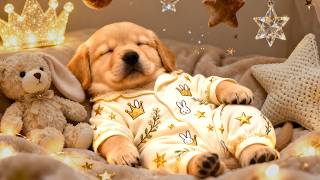 Relax Dog Music 💤 3 Hours of Calming Music for Dogs | Stress Relief and Comfort screenshot 4