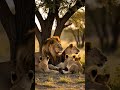 lion famely 🦁🦁 #nature #shorts #wildlife