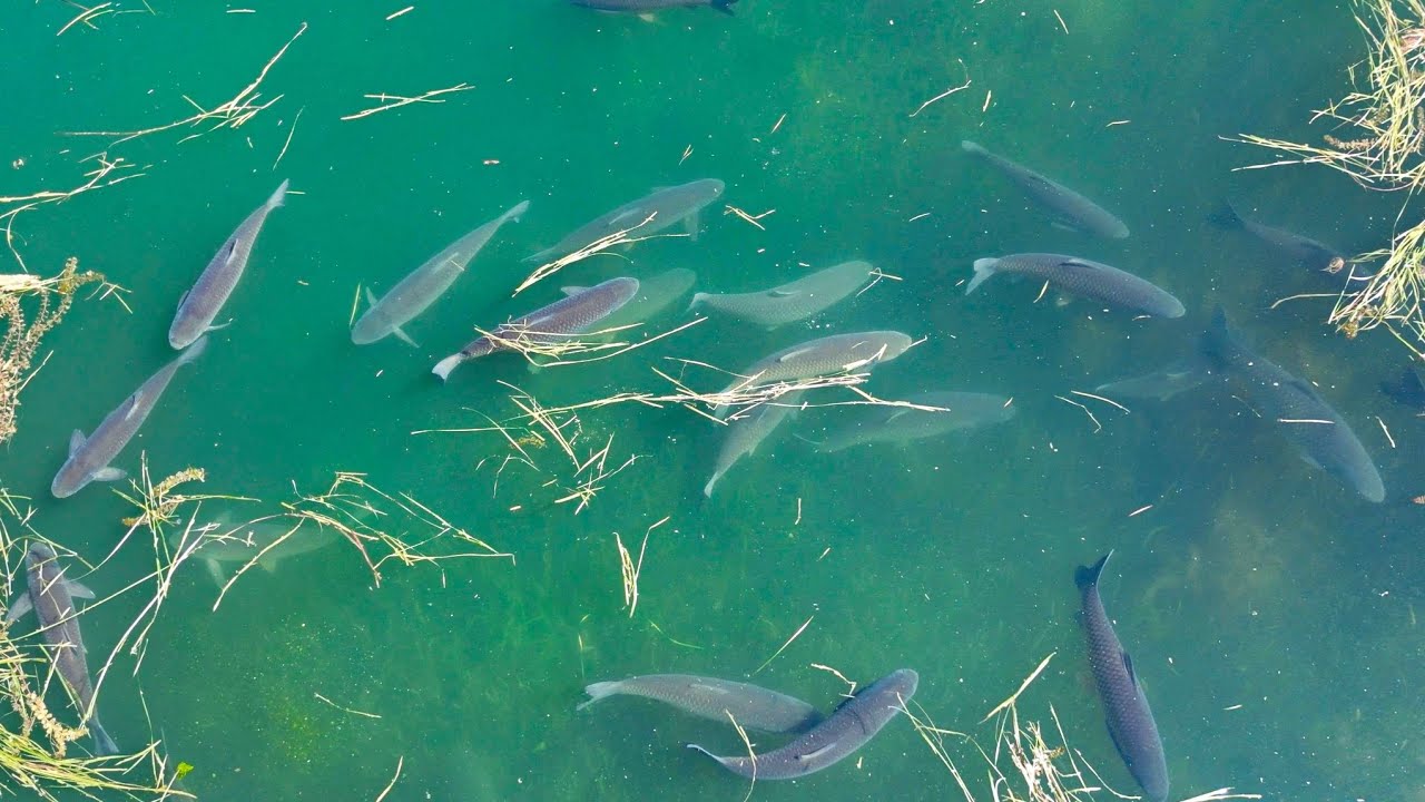 ЗДЕСЬ ТОННА ДИКОГО АМУРА ПО 30кг, НО КАК ЕГО ПОЙМАТЬ? Моя сумка с ...