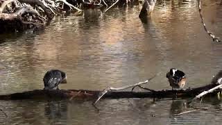 Hooded Merganzer pair Preen