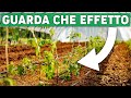 SALVARE I POMODORI PRIMA E DOPO LA GELATA