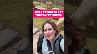Don’t Pet the Fluffy Cows in Peru 🦙 | Llama &amp; Alpaca Travel Tip