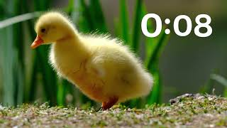 Happy Spring Season! 10 Minute Classroom Timer - Spring Animals