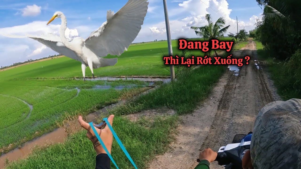 Tuấn Nhỏ || Vừa Chạy Xe Vừa Bắn Cò Ngàng Bay , Rớt Cực Đẹp Mắt....