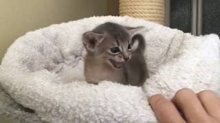 Version 2 of the video