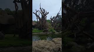 BIOPARC SAFARI VALENCIA uznawane za 1 z najlepszych zoo w Europe Na żywo