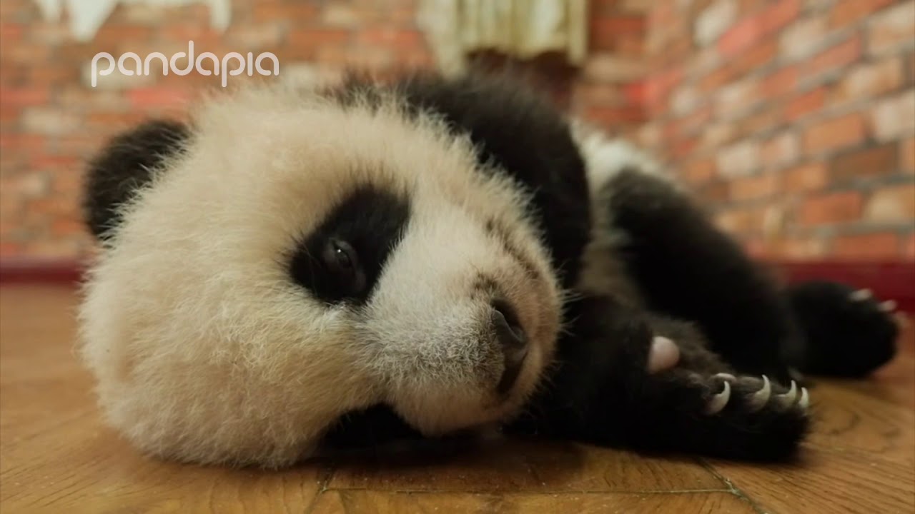 Baby panda waking up