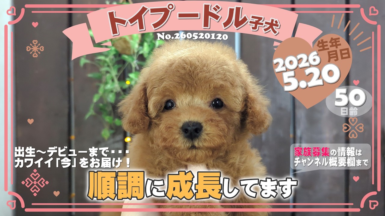 トイプードル子犬｜2026.5.20生（50日齢）②｜オレンジフォーン