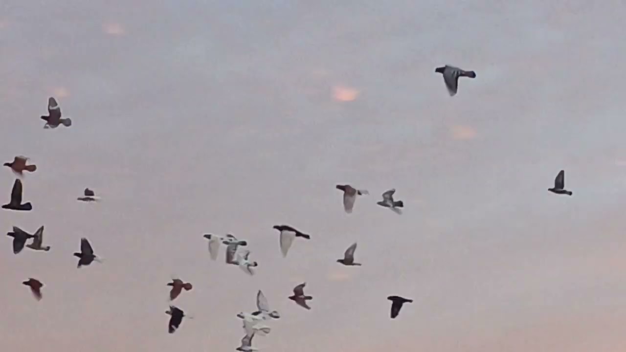 صيد طير  ونا بكش بلجداد لحالو حط وبلع 💥💯