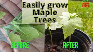How to grow Maple Trees from seed