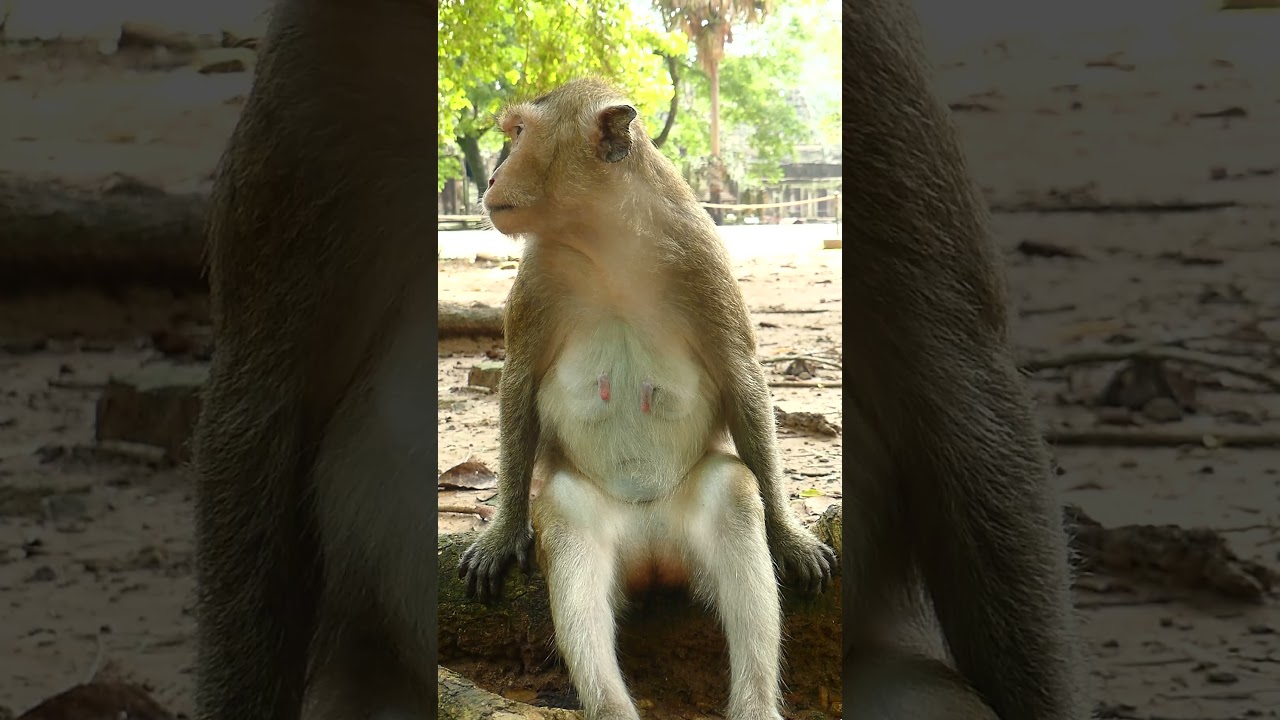 April Is Most Rank Up After Queen Daisy. She Can Be Queen In The Future.