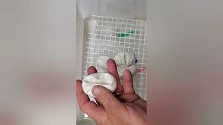 Clutch 22! Egg cutting. Highway x Pastel Freeway #ballpython #animals #snakes #pets #2025 #goals 