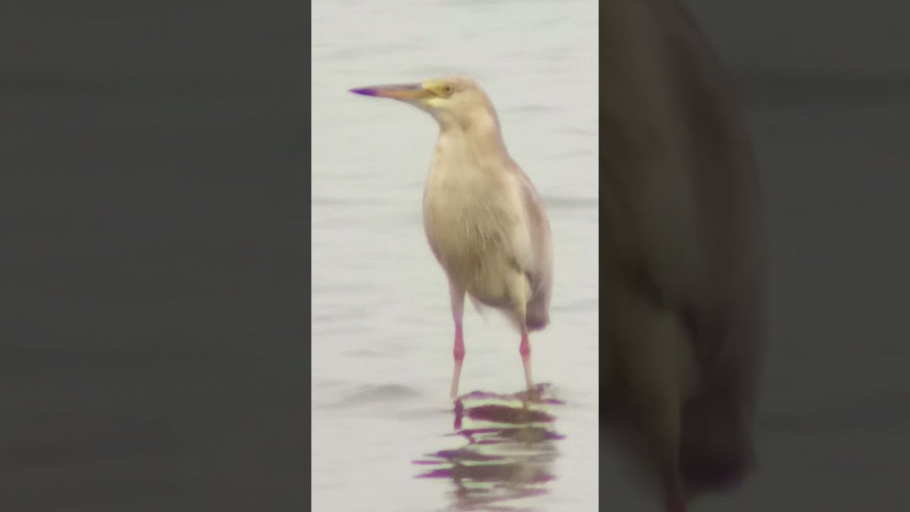 The Majestic Heron A Guide To Elegant Wading Bird Whitebelliedheron