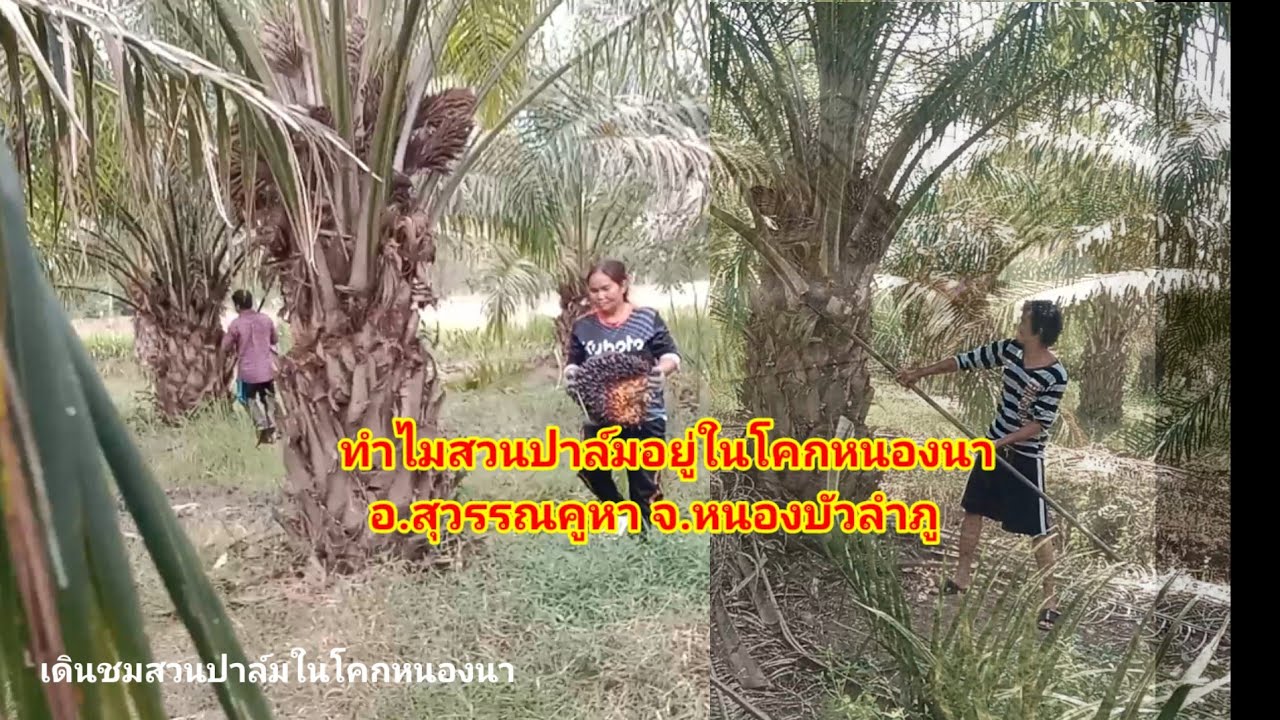 ทำไมสวนปาล์มอยู่ในโคกหนองนา