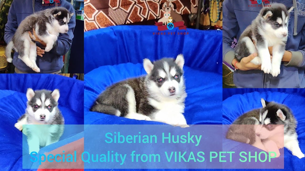 husky puppy shop