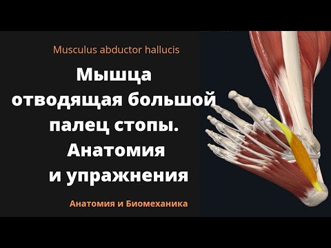 Мышца отводящая большой палец стопы. Musculus Abductor Hallucis. Анатомия и упражнения.