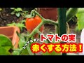 早く収穫！トマトの実がこんなに早く赤くなる！#家庭菜園 