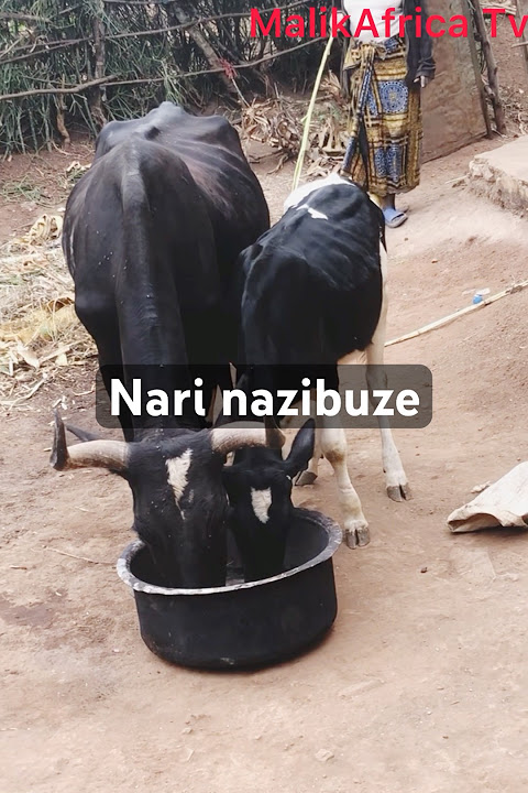 Inka ziwacu/  #inka
