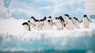Secret Lives of Penguins: Wildlife Filmmakers Explore Antarctica with UK’s Heritage Trust