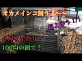 100均の物だけで鳥籠作るよ〜〜!簡単!DIY