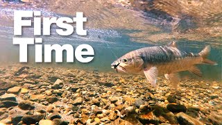 Fly Fishing Mahseer in Sabah Borneo's Crystal Clear River