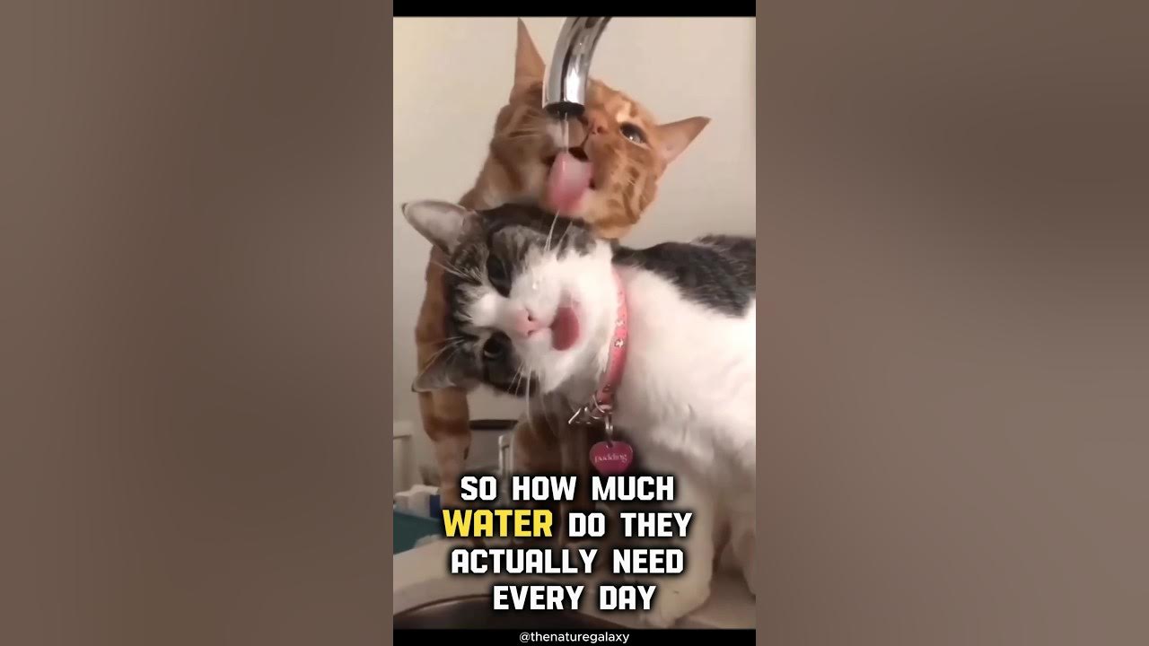 How much water should Cat drink everyday? Shorts Cat YouTube