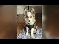 Pet for adoption: May 29, 2026