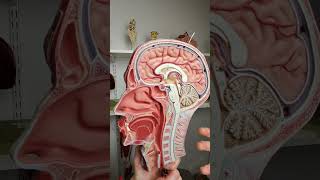 Pituitary Gland anatomy