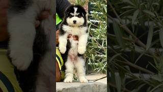 Wooly Coat Husky Puppy 💓💓 #puppies #puppy #husky #pets #cutepets #dog #pug #labrador #retriever #pet