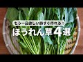 【すぐ作れる】レンジで簡単下茹で！ほうれん草の副菜レシピ4選