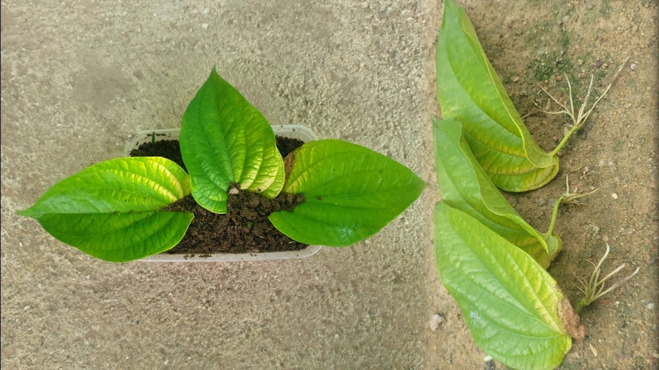 How To Grow Betel leaf Plant From Leaf YouTube
