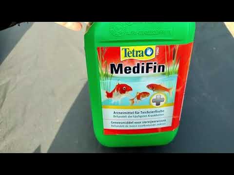 Fische im Teich Medizin YouTube